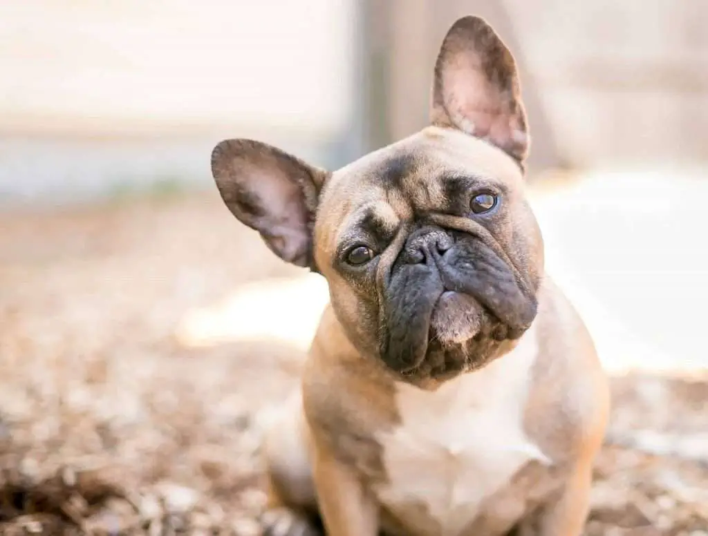 why you shouldn't breed french bulldogs