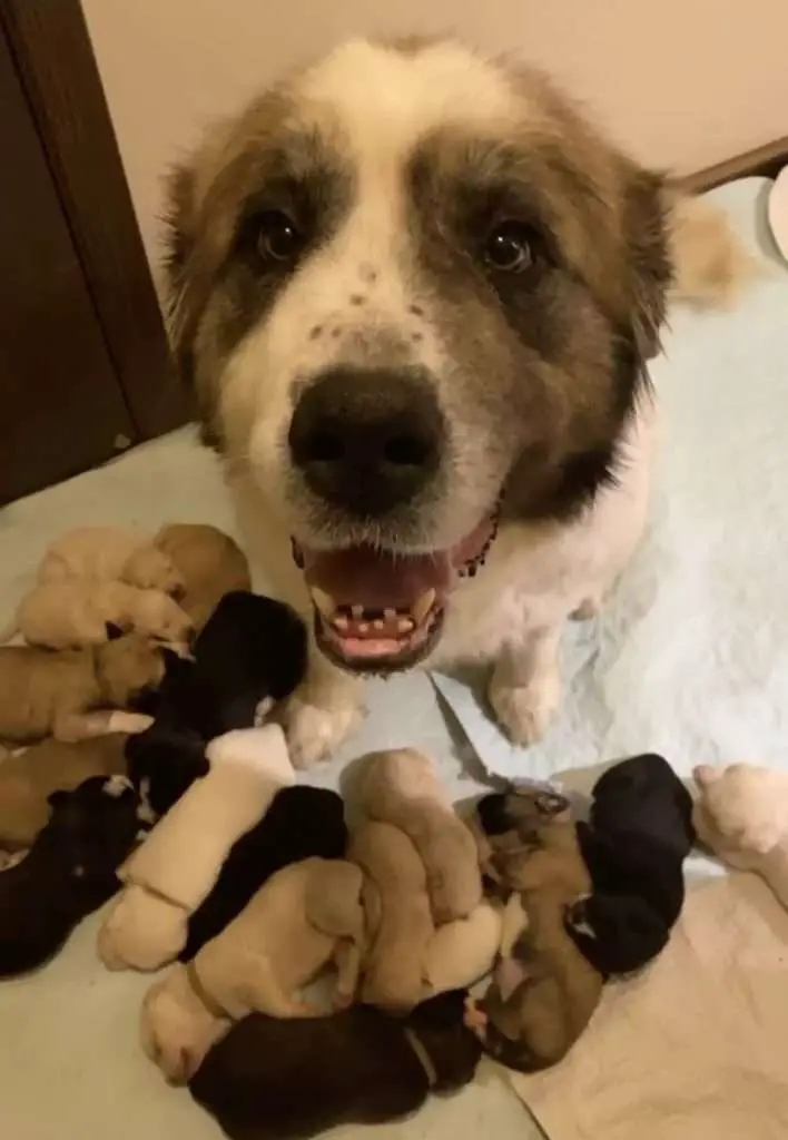 With the adoption of six orphaned puppies, rescue dog super mom feeds 17 babies