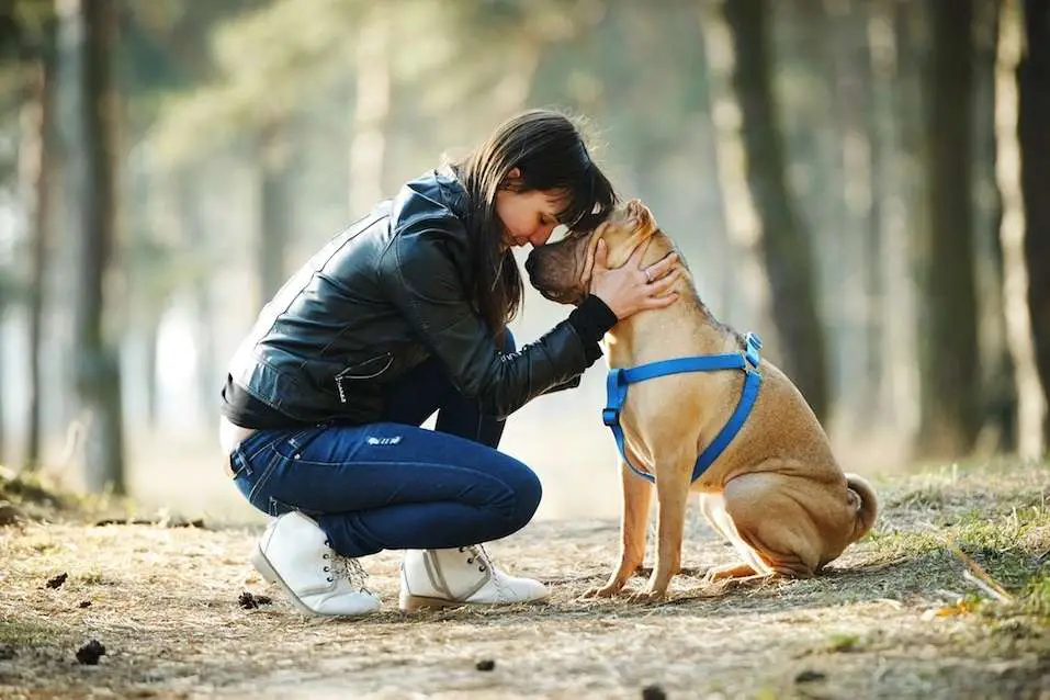 Can Dogs Smell When We're Stressed 1