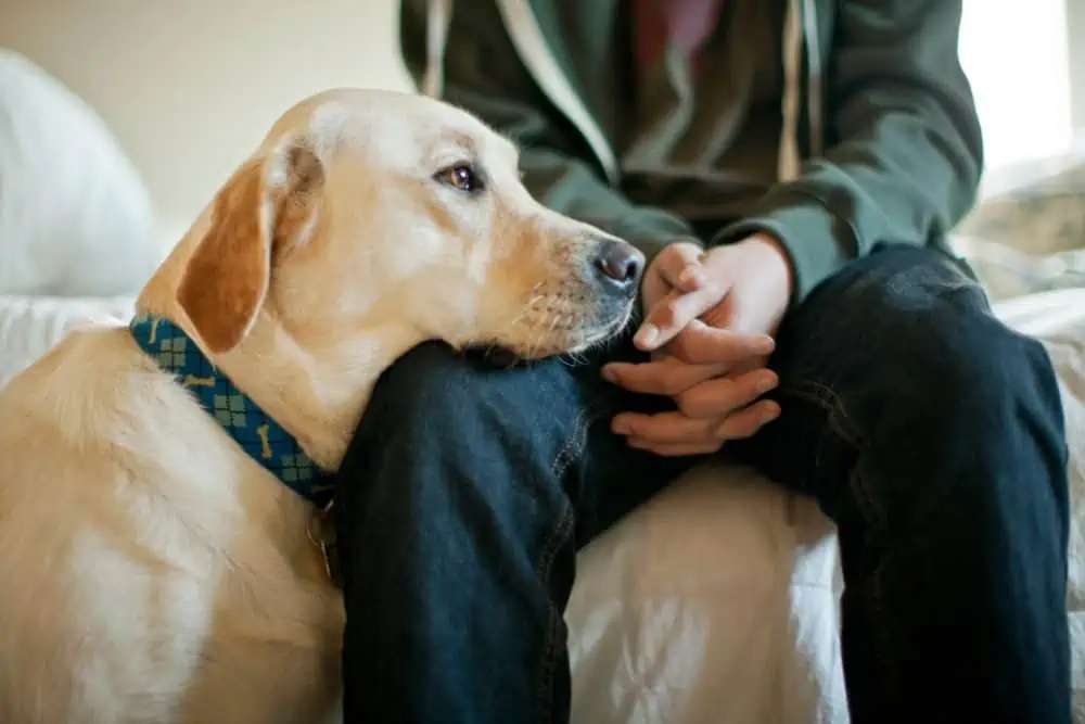 Can Dogs Smell When We're Stressed 1