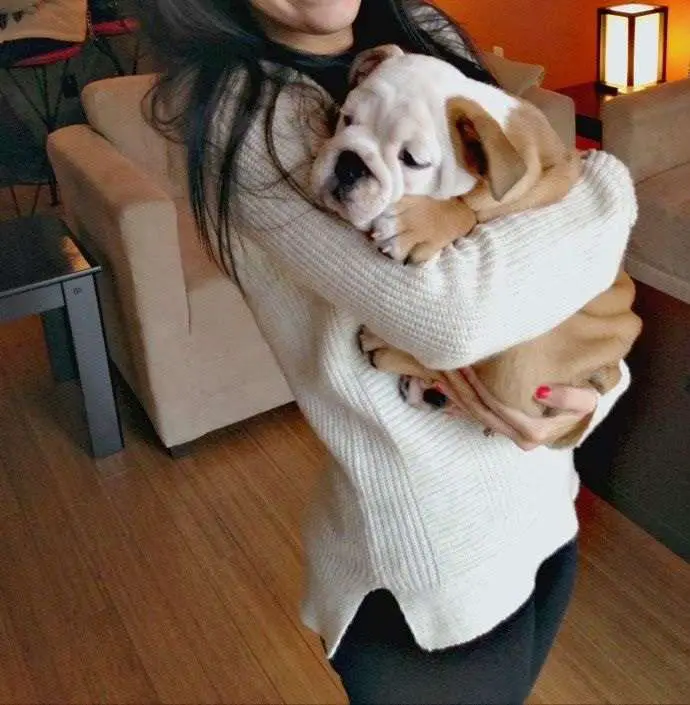 Do English Bulldogs Pick A Favorite Person