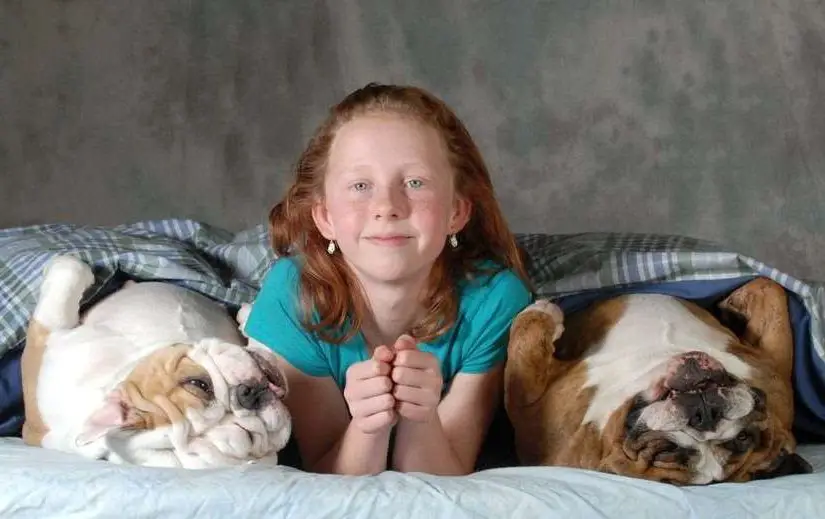 Do English Bulldogs Pick A Favorite Person