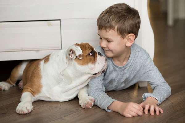Do English Bulldogs Pick A Favorite Person