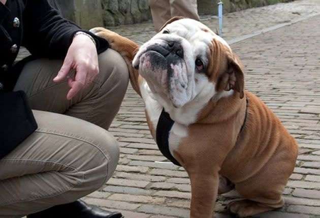 Do English Bulldogs Pick A Favorite Person