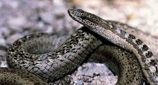 rarest snakes Antiguan Racer