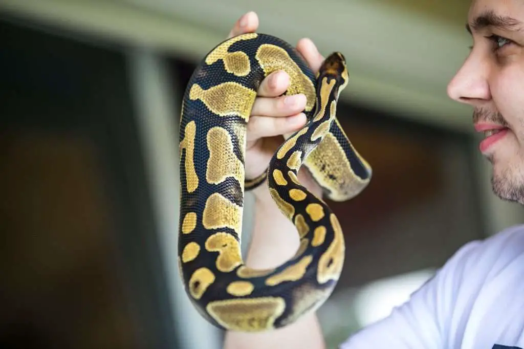 best pet snake for begginers ball python