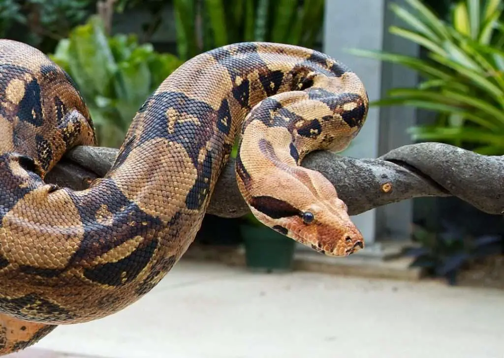 Boa constrictors | Photo - Pinterest