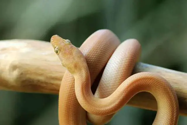 best pet snake for begginers Children’s Pythons