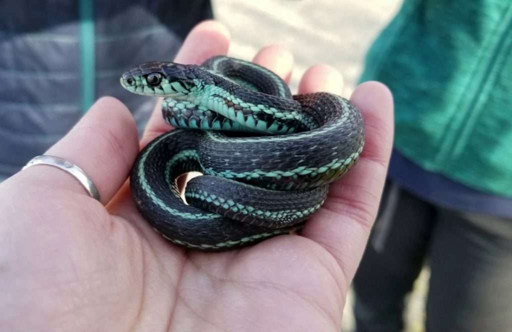 Garter Snake