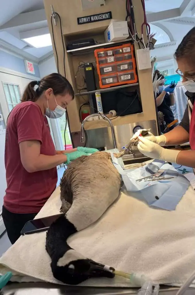 Goose Worried About her Boyfriend, Tracks Him Down to the Hospital