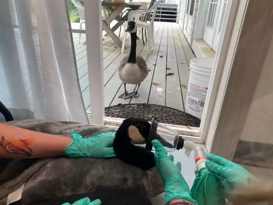 Goose Worried About her Boyfriend, Tracks Him Down to the Hospital 2