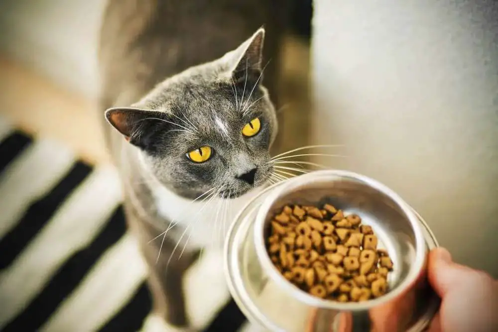 high protein low fat low carb cat food