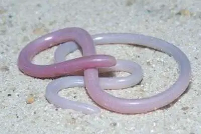 rarest snakes