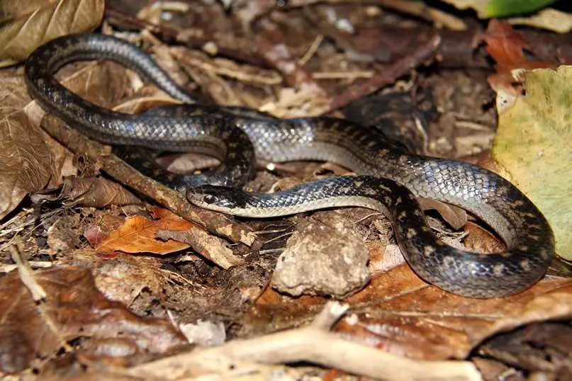 rarest snakes