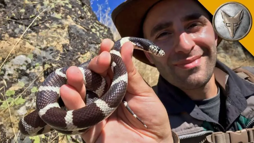 The California King Snake