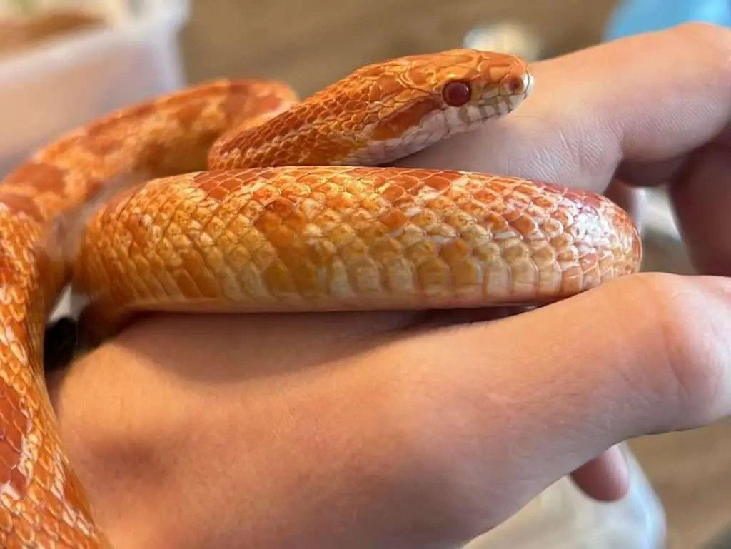 The Corn Snake