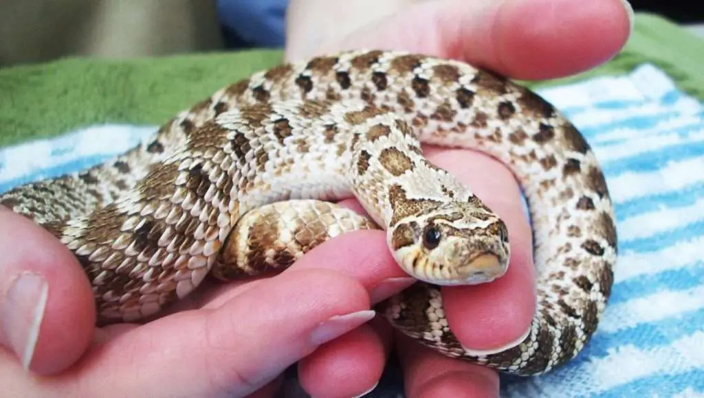 best pet snakes for begginers The Western Hognose Snake