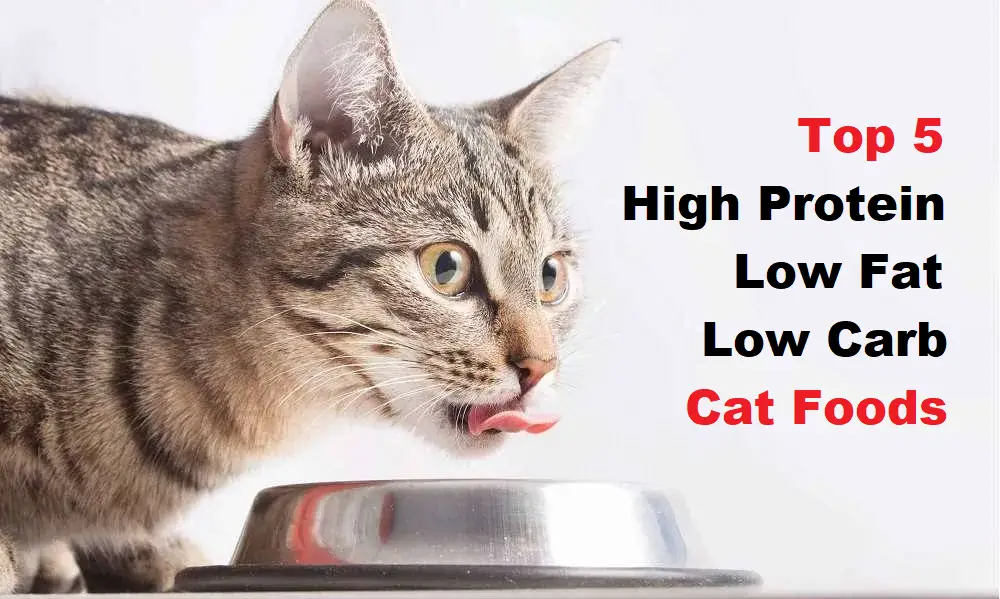 Top 5 High Protein Low Fat Low Carb Cat Foods