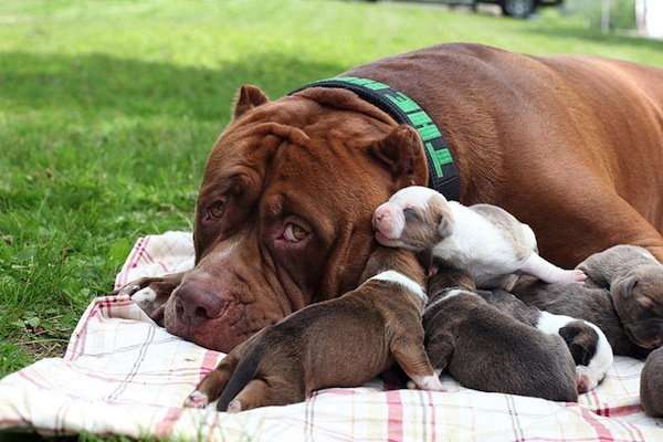 World's Largest Pitbull