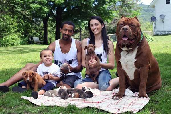 World's Largest Pitbull