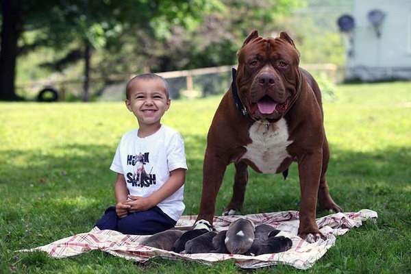 World's Largest Pitbull