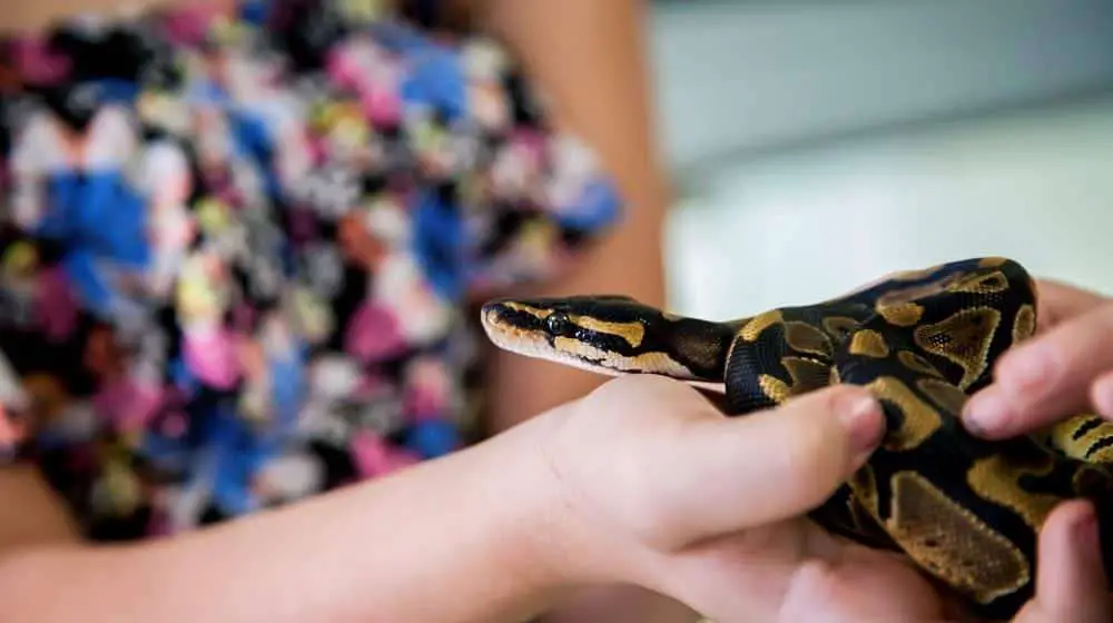 best pet snakes for begginers