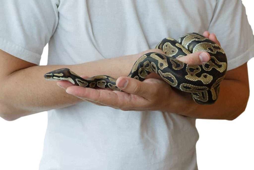 how to handle snakes