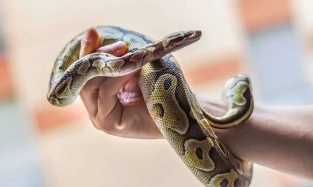 How to handle snakes | Photo - Shed Happens
