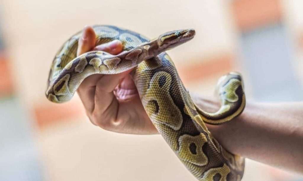 How to handle snakes | Photo - Shed Happens