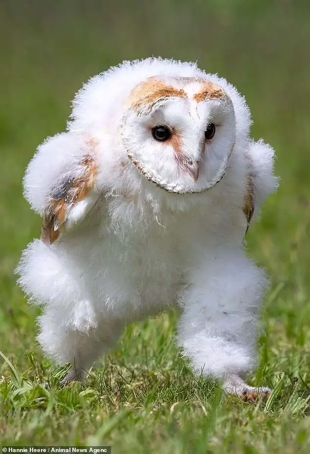 this baby barn owl photographed in mid-runs