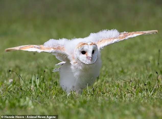 this baby barn owl photographed in mid-runs