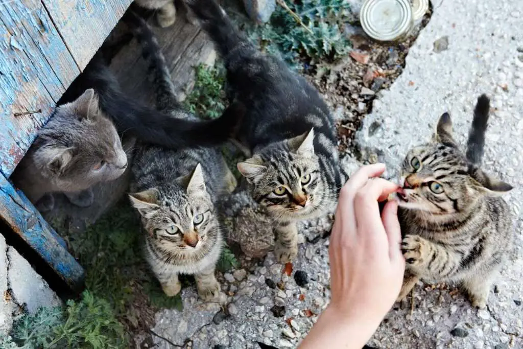 What Can I Feed A Stray Cat