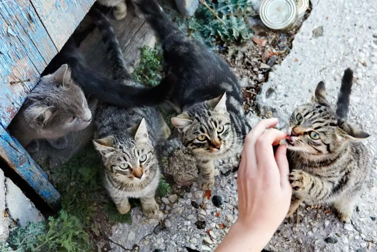 What Can I Feed A Stray Cat Besides Cat Foods? (Answered) ShutterBulky