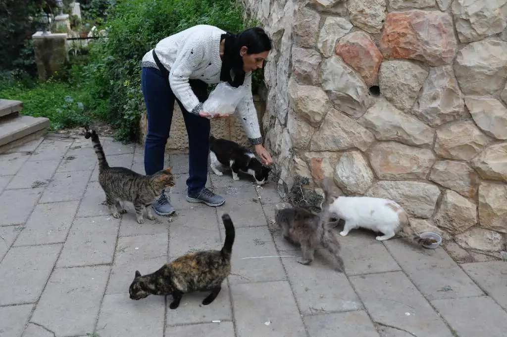 What Can I Feed A Stray Cat