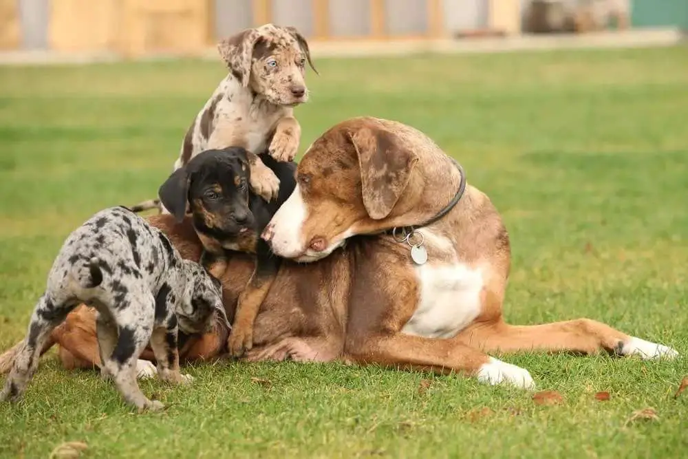 All About The Catahoula Leopard Dog