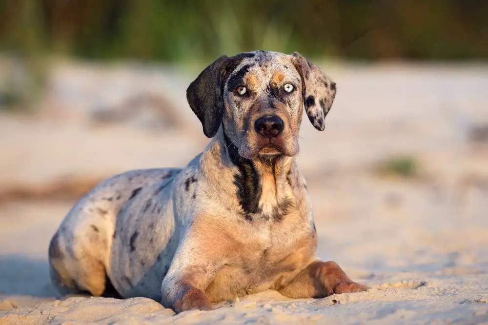All About The Catahoula Leopard Dog