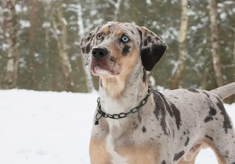 All About The Catahoula Leopard Dog
Are Catahoulas good for first-time owners