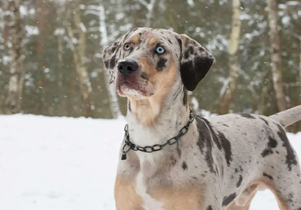 All About The Catahoula Leopard Dog