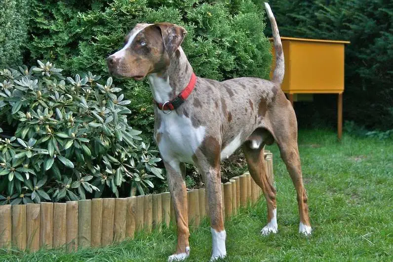 All About The Catahoula Leopard Dog