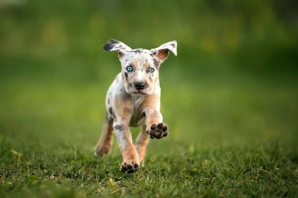 All About The Catahoula Leopard Dog training 1