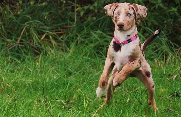 All About The Catahoula Leopard Dog training 1