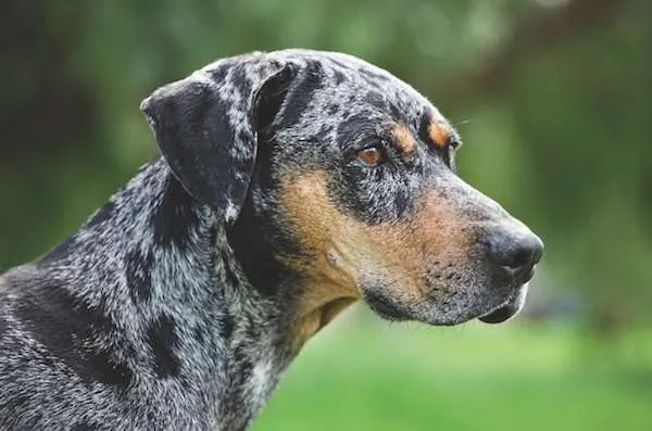 All About The Catahoula Dog training