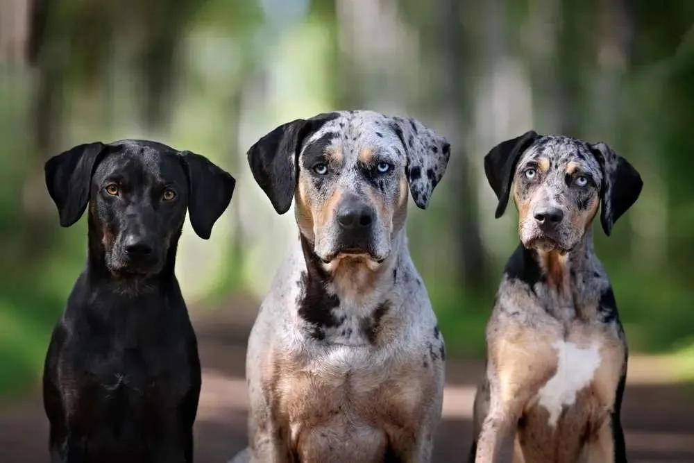 All About The Catahoula Leopard Dog