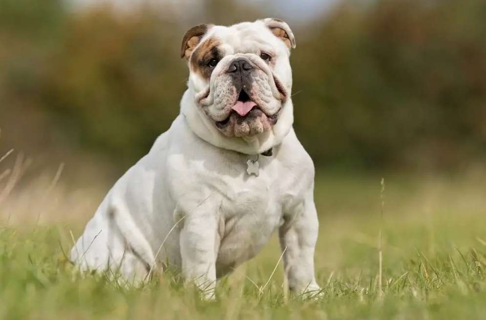 victorian bulldog tail