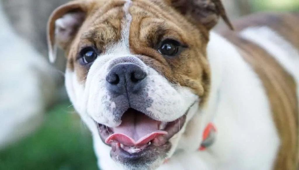 victorian bulldog tail