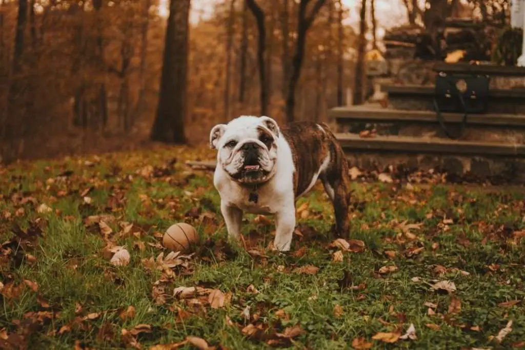 victorian bulldog tail