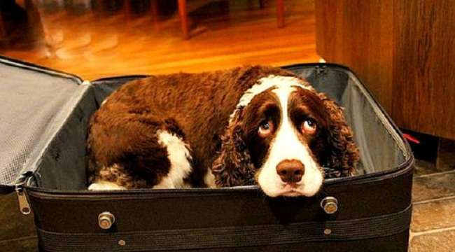 Australian shepherd