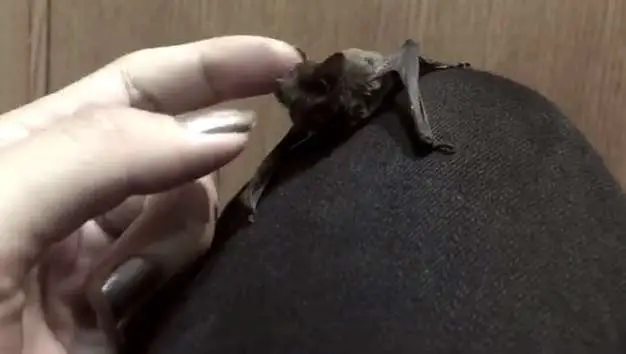 baby bat luna