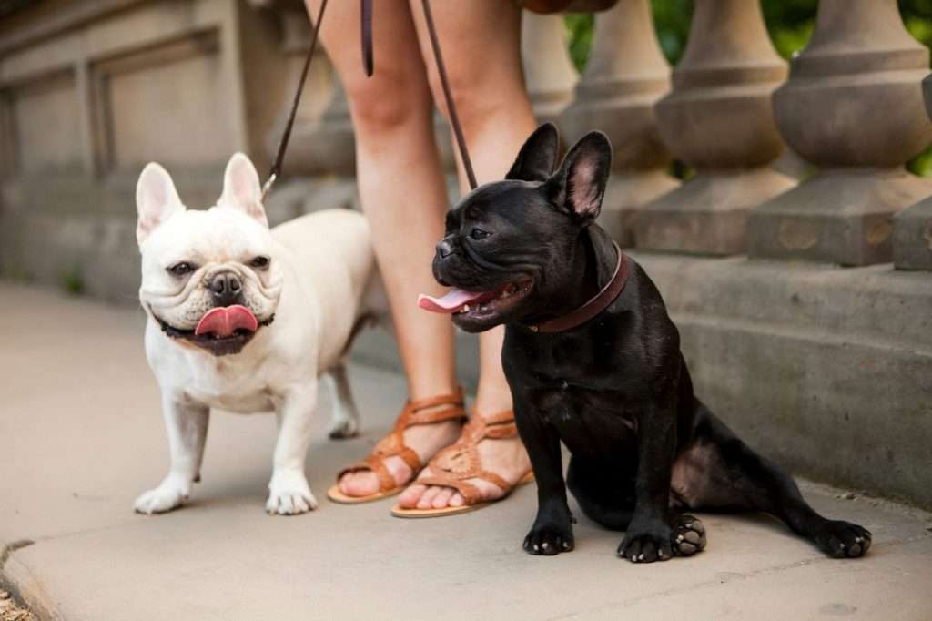 french bulldog restless