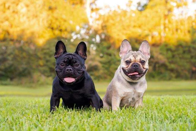 french bulldog restless